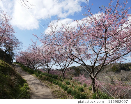 Kawazu cherry blossoms in Kyonan (Kyonan Town, Chiba Prefecture) Kawazu cherry blossoms in Kyonan (Kyonan Town, Chiba Prefecture) 116902097