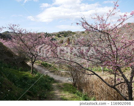 Kawazu cherry blossoms in Kyonan (Kyonan Town, Chiba Prefecture) Kawazu cherry blossoms in Kyonan (Kyonan Town, Chiba Prefecture) 116902098