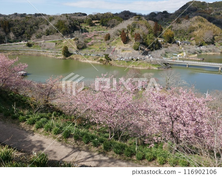 Kawazu cherry blossoms in Kyonan (Kyonan Town, Chiba Prefecture) 116902106
