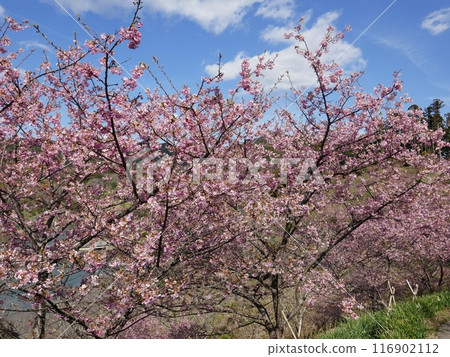 Kawazu cherry blossoms in Kyonan (Kyonan Town, Chiba Prefecture) Kawazu cherry blossoms in Kyonan (Kyonan Town, Chiba Prefecture) 116902112