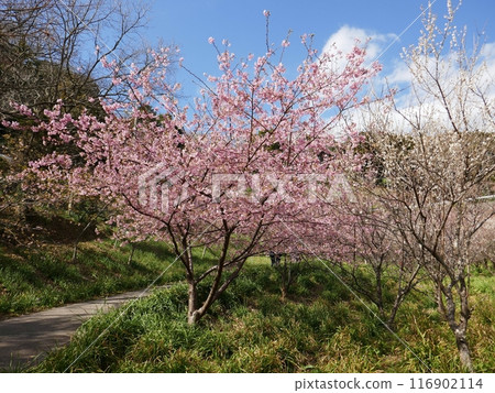Kawazu cherry blossoms in Kyonan (Kyonan Town, Chiba Prefecture) Kawazu cherry blossoms in Kyonan (Kyonan Town, Chiba Prefecture) 116902114