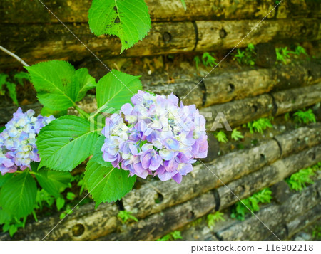 Gorgeous blooming hydrangea flowers 2022.6.12 116902218