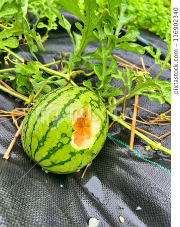 Watermelons damaged by wild animals Watermelons damaged by wild animals 116902340