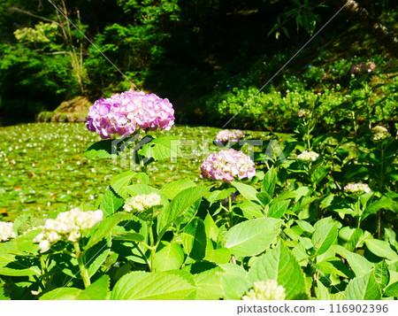 美麗綻放的繡球花 2022.6.12 116902396