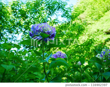 Beautifully blooming hydrangea flowers 2022.6.12 116902397
