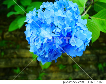 繡球花鮮豔綻放 2022.6.12 繡球花鮮豔綻放 2022.6.12 116902466