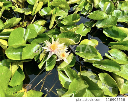 Water white lily or lotus in the pond with green leaves on the water surface on a sunny day Water white lily or lotus in the pond with green leaves on the water surface on a sunny day 116902536