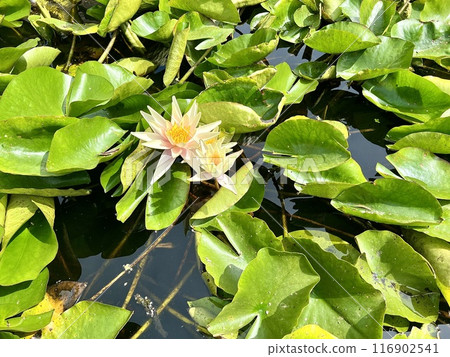 Water white lily or lotus in the pond with green leaves on the water surface on a sunny day Water white lily or lotus in the pond with green leaves on the water surface on a sunny day 116902541
