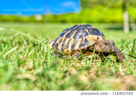 Eastern Hermann's tortoise taking a walk in the park 116902589