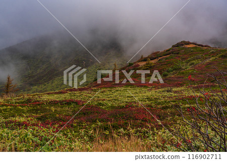 [Gunma Prefecture] Shiga-Kusatsu Road - Autumn leaves near the central watershed 116902711