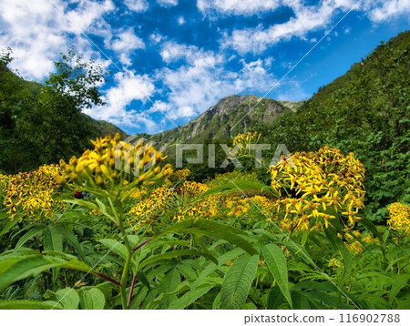 Southern Alps Kitadake Camping Trekking 116902788