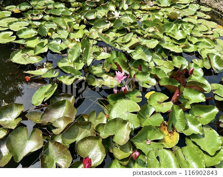Lotus leaf on the water in the pond on a sunny day. Nature background. Lotus leaf on the water in the pond on a sunny day. Nature background. 116902843