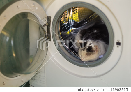A black and white cat lies inside empty washing machine, its head sticking out of the door and sleeping. Trying to escape the summer heat of pets. Comfortable place to sleep 116902865