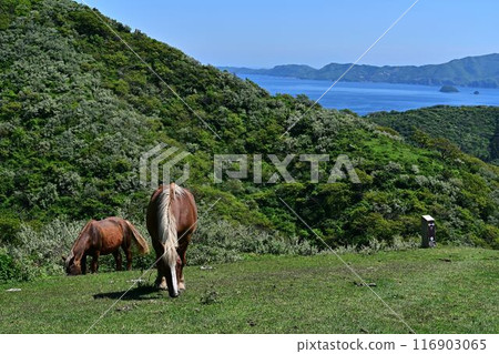 Matengai 懸崖和馬家族 Matengai 懸崖和馬家族 116903065