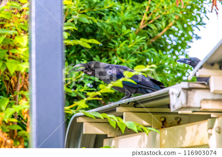 日本橫濱的城市景觀垃圾場前的烏鴉......同時警惕周圍的環境=橫濱市 116903074