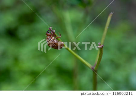 Cicada shell 116903211