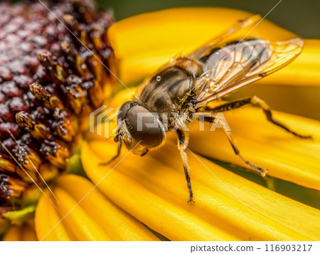 European drone fly sitting on yellow flower petals European drone fly sitting on yellow flower petals 116903217