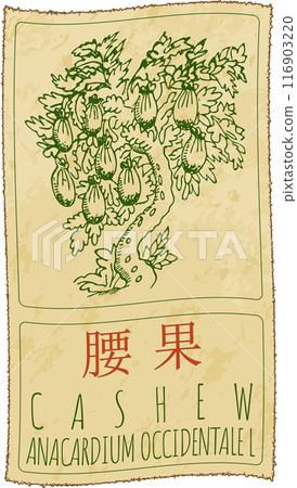 Vector drawing CASHEW in Chinese. Hand drawn illustration. Latin name is ANACARDIUM OCCIDENTALE L 116903220