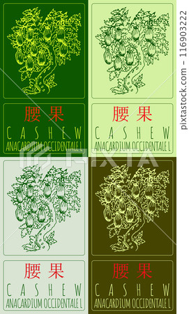 Set of vector drawing CASHEW in Chinese in various colors. Hand drawn illustration. Latin name is ANACARDIUM OCCIDENTALE L. 116903222