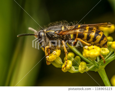 Wasp sitting on wild yellow flower Wasp sitting on wild yellow flower 116903223
