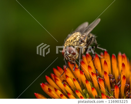 Common Cluster Fly sitting on echinacea flower Common Cluster Fly sitting on echinacea flower 116903225
