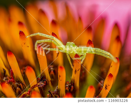 Green Grass Crab Spider on echinacea flower Green Grass Crab Spider on echinacea flower 116903226