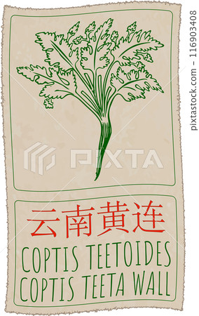 Vector drawing COPTIS TEETOIDES in Chinese. Hand drawn illustration. Latin name is COPTIS TEETA WALL Vector drawing COPTIS TEETOIDES in Chinese. Hand drawn illustration. Latin name is COPTIS TEETA WALL 116903408