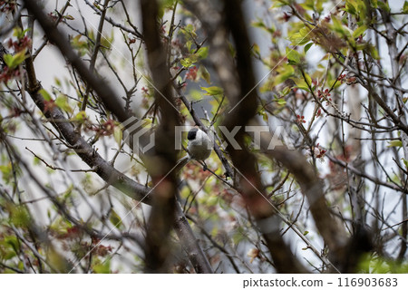 The left face of a large-billed tit seen between the branches, with its head bowed The left face of a large-billed tit seen between the branches, with its head bowed 116903683