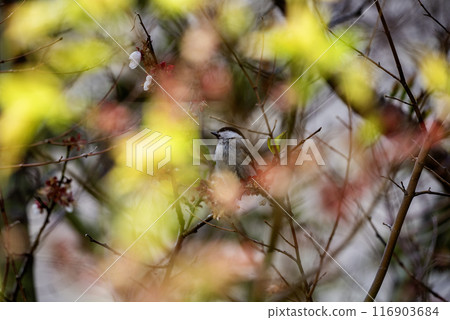 The left face of a large-billed tit seen through a gap in the plum bushes 116903684