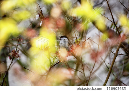 A singing tit seen through a gap in the plum trees A singing tit seen through a gap in the plum trees 116903685