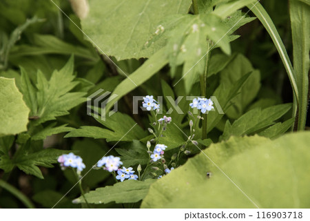 Forget-me-nots found in the bushes 1 116903718