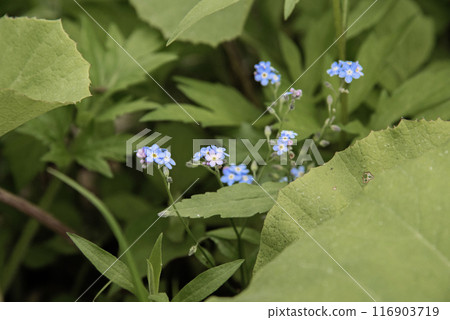 灌木叢中發現的勿忘我 2 116903719