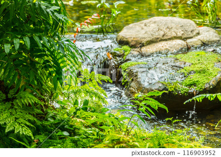 Good Nature Eco system. Green plant fresh nature in the forest waterfall clean water cool chill natural ecology. Good Nature Eco system. Green plant fresh nature in the forest waterfall clean water cool chill natural ecology. 116903952