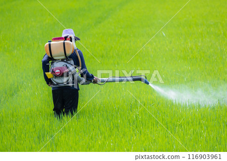 Farmer spray liquid fertilizer. Pest control using danger chemical in Agriculture plant. Applies Pesticide Toxic on a rice field. 116903961