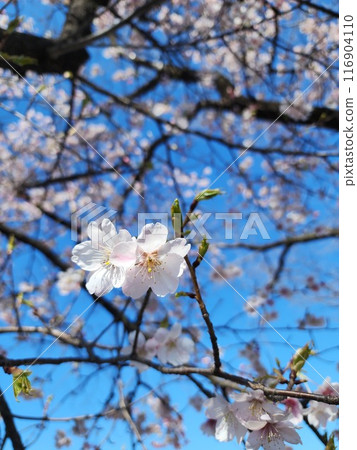 Cherry Blossoms	 116904110