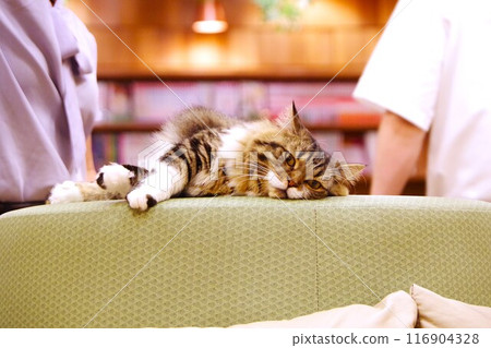 A cat at a cat cafe staring at you A cat at a cat cafe staring at you 116904328