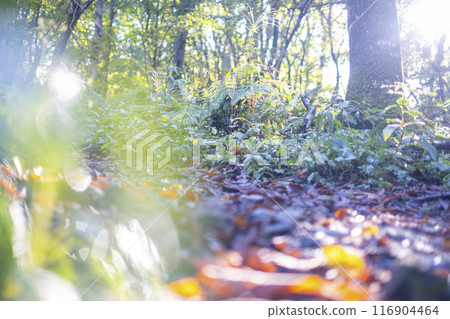 Forest walk (Okudaisen) Forest walk (Okudaisen) 116904464