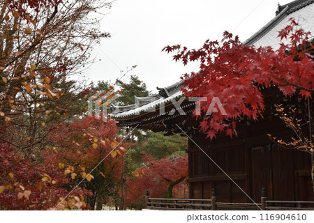 Autumn at Ninnaji Temple: Kannon Hall [Important Cultural Property] 116904610
