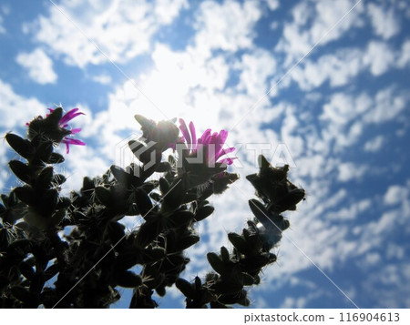 Succulents that can withstand the heat Succulents that can withstand the heat 116904613