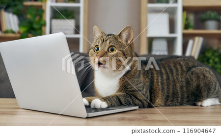 貓看著筆記型電腦螢幕,看起來既震驚又悲傷。筆記型電腦和貓在桌子上。 貓看著筆記型電腦螢幕,看起來既震驚又悲傷。筆記型電腦和貓在桌子上。 116904647