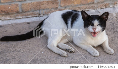 Cat on a street in Pigadia, Karpathos, Greece. 116904803