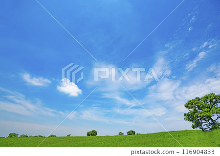 夏天藍天和草甸 116904833