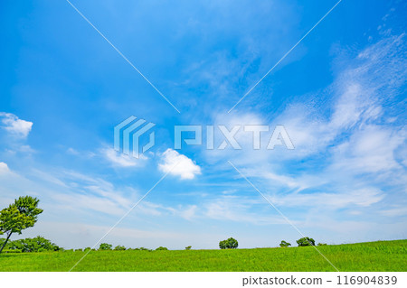 夏天藍天和草甸 夏天藍天和草甸 116904839