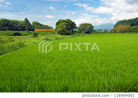 A train on the Sangi Railway Hokusei Line running alongside green rice fields 116904881