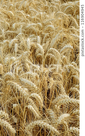 Golden Cereal field with ears of rye, Close-up natural background, Agriculture farm and farming concept Golden Cereal field with ears of rye, Close-up natural background, Agriculture farm and farming concept 116904945