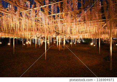 Majestic and vibrant wisteria flowers at night 116904971