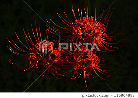 The enchanting red spider lilies emerge from the twilight. 116904992
