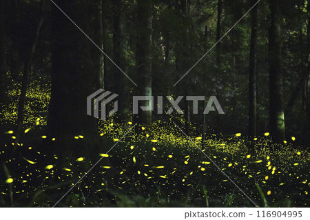 閃耀在森林深處的姬膕 116904995