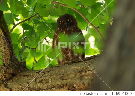 A barn owl perched on a ginkgo branch 116905060