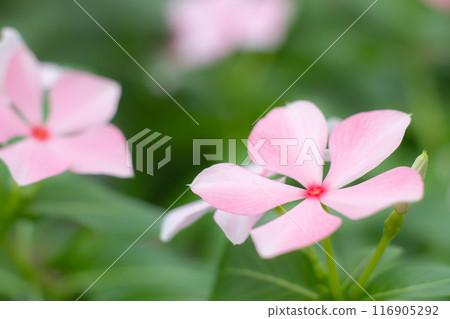 Pink cute flowers Pink cute flowers 116905292